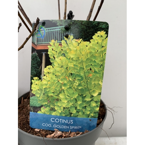 27 - TWO COTINUS COGGYGRIA 'ROYAL PURPLE' AND 'GOLDEN SPIRIT' SMOKE BUSH. IN 3 LTR POTS APPROX 40CM IN HE... 