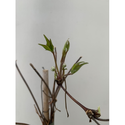 28 - TWO CLEMATIS MONTANA CLIMBERS 'OLD MAN'S BEARD' IN TWO PINK COLOURS. IN 2 LTR POTS IN BUD, APPROX 70... 