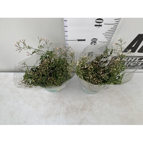 3 - TWO JASMINE POLYANTHUM PLANTS - MANY BUDS IN 10CM POTS. APPROX 40CM IN HEIGHT, TO BE SOLD FOR THE TW... 