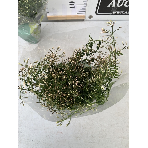 3 - TWO JASMINE POLYANTHUM PLANTS - MANY BUDS IN 10CM POTS. APPROX 40CM IN HEIGHT, TO BE SOLD FOR THE TW... 