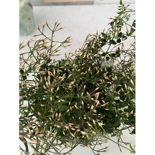 3 - TWO JASMINE POLYANTHUM PLANTS - MANY BUDS IN 10CM POTS. APPROX 40CM IN HEIGHT, TO BE SOLD FOR THE TW... 