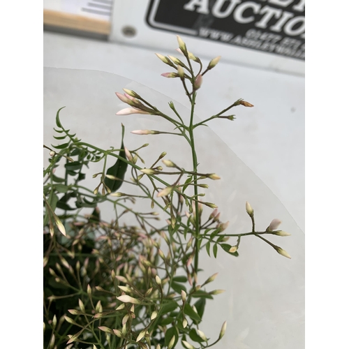 3 - TWO JASMINE POLYANTHUM PLANTS - MANY BUDS IN 10CM POTS. APPROX 40CM IN HEIGHT, TO BE SOLD FOR THE TW... 