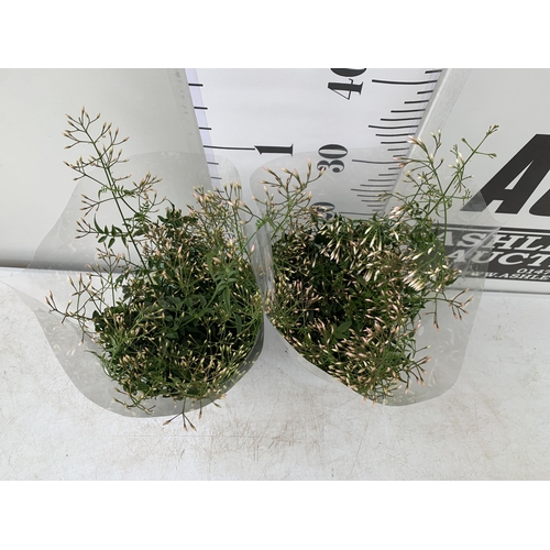 31 - TWO JASMINE POLYANTHUM PLANTS - MANY BUDS IN 10CM POTS. APPROX 40CM IN HEIGHT, TO BE SOLD FOR THE TW... 