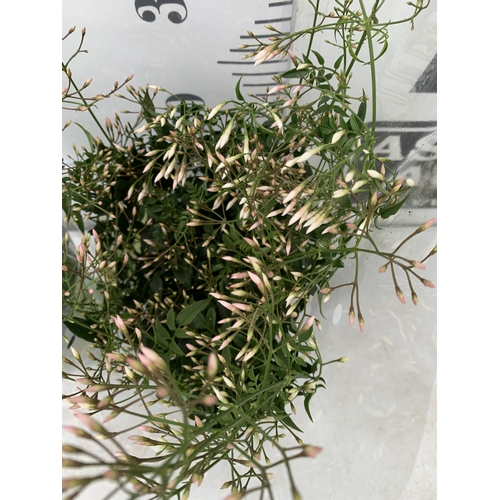 31 - TWO JASMINE POLYANTHUM PLANTS - MANY BUDS IN 10CM POTS. APPROX 40CM IN HEIGHT, TO BE SOLD FOR THE TW... 