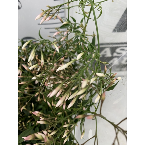 31 - TWO JASMINE POLYANTHUM PLANTS - MANY BUDS IN 10CM POTS. APPROX 40CM IN HEIGHT, TO BE SOLD FOR THE TW... 