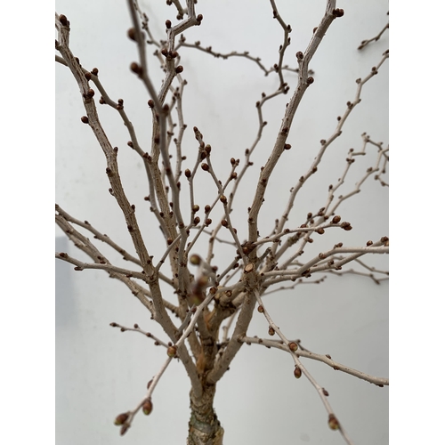 32 - TWO PRUNUS INCISA 'KOJOU-NO-MAI' OR FUJI CHERRY STANDARD TREES IN 3 LTR POTS. A FLOWERING CHERRY WIT... 