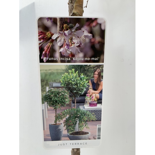 32 - TWO PRUNUS INCISA 'KOJOU-NO-MAI' OR FUJI CHERRY STANDARD TREES IN 3 LTR POTS. A FLOWERING CHERRY WIT... 