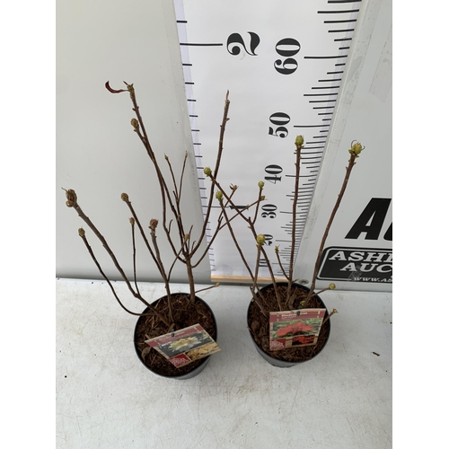 35 - TWO RHODODENDRON KNAPHILL LUTEUM RED 'FANAL' AND CREAM/ YELLOW 'NORTHERN LIGHTS' IN BUD. IN 2 LTR PO... 