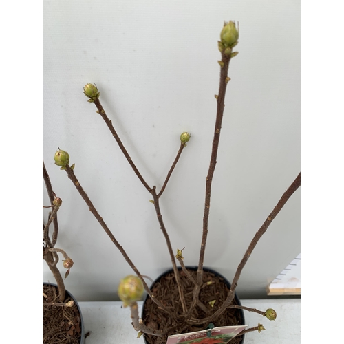 35 - TWO RHODODENDRON KNAPHILL LUTEUM RED 'FANAL' AND CREAM/ YELLOW 'NORTHERN LIGHTS' IN BUD. IN 2 LTR PO... 