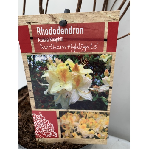 35 - TWO RHODODENDRON KNAPHILL LUTEUM RED 'FANAL' AND CREAM/ YELLOW 'NORTHERN LIGHTS' IN BUD. IN 2 LTR PO... 