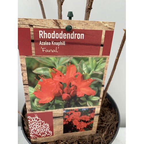 35 - TWO RHODODENDRON KNAPHILL LUTEUM RED 'FANAL' AND CREAM/ YELLOW 'NORTHERN LIGHTS' IN BUD. IN 2 LTR PO... 