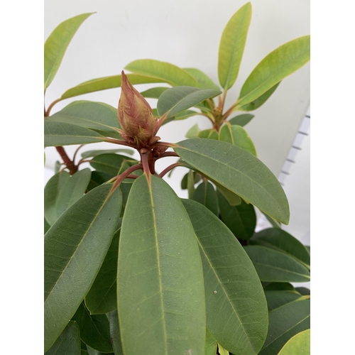 36 - TWO LARGE RHODODENDRONS IN DARK PINK 'HANS HACHMANN' AND WHITE 'PICOBELLO'. IN BUD, IN 5 LTR POTS AP... 