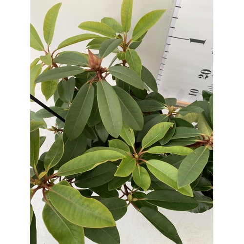 36 - TWO LARGE RHODODENDRONS IN DARK PINK 'HANS HACHMANN' AND WHITE 'PICOBELLO'. IN BUD, IN 5 LTR POTS AP... 