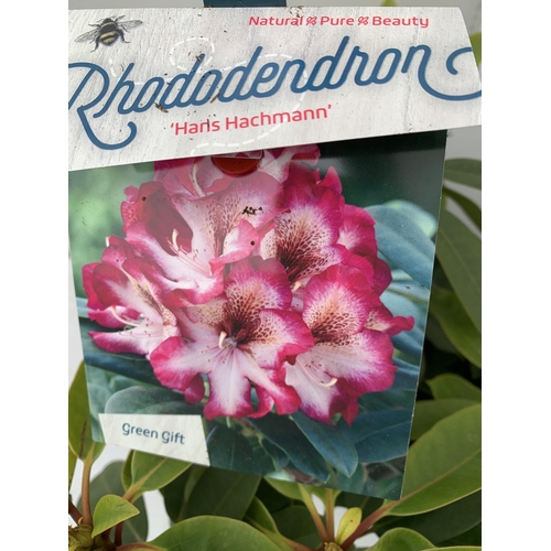 36 - TWO LARGE RHODODENDRONS IN DARK PINK 'HANS HACHMANN' AND WHITE 'PICOBELLO'. IN BUD, IN 5 LTR POTS AP... 