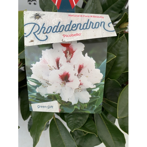 36 - TWO LARGE RHODODENDRONS IN DARK PINK 'HANS HACHMANN' AND WHITE 'PICOBELLO'. IN BUD, IN 5 LTR POTS AP... 