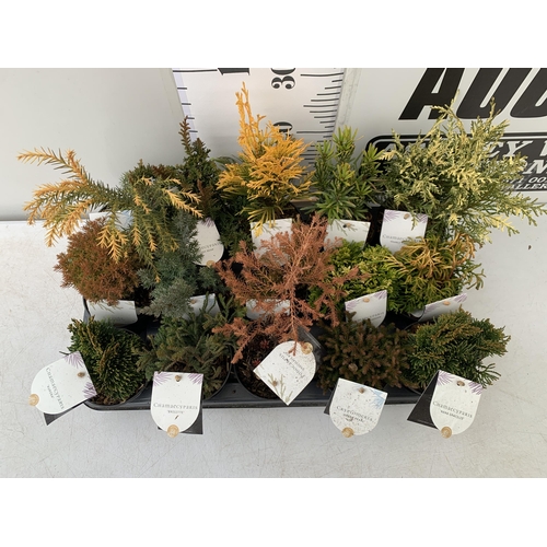 43 - FIFTEEN MIXED VARIETIES OF CONIFERS IN 10CM POTS ON A TRAY. APPROX 30-40CM TALL, EACH CONIFER IS DIF... 