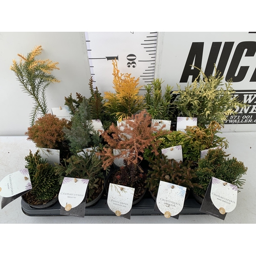 43 - FIFTEEN MIXED VARIETIES OF CONIFERS IN 10CM POTS ON A TRAY. APPROX 30-40CM TALL, EACH CONIFER IS DIF... 