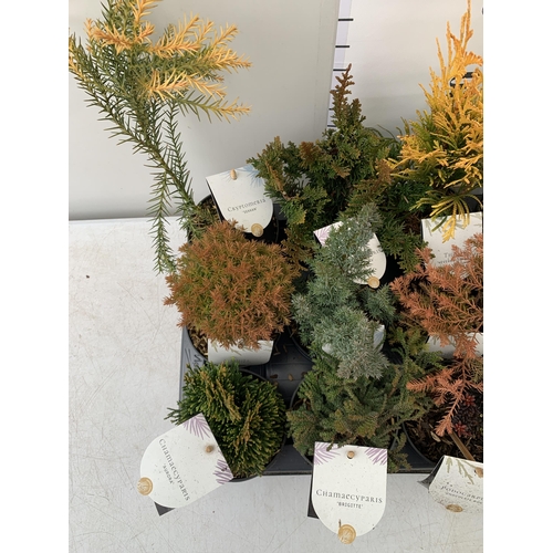 43 - FIFTEEN MIXED VARIETIES OF CONIFERS IN 10CM POTS ON A TRAY. APPROX 30-40CM TALL, EACH CONIFER IS DIF... 