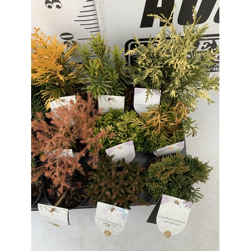 43 - FIFTEEN MIXED VARIETIES OF CONIFERS IN 10CM POTS ON A TRAY. APPROX 30-40CM TALL, EACH CONIFER IS DIF... 