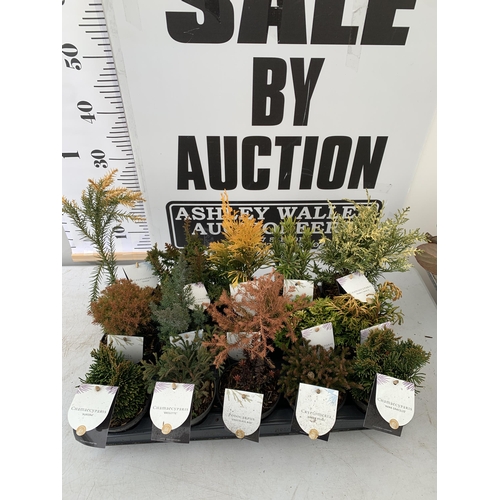 43 - FIFTEEN MIXED VARIETIES OF CONIFERS IN 10CM POTS ON A TRAY. APPROX 30-40CM TALL, EACH CONIFER IS DIF... 