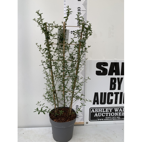 49 - ONE LARGE CEANOTHUS INDIGO 'CONCHA' OR CALIFORNIA LILAC ON A TRELLIS. OVER A METRE IN HEIGHT IN A 7.... 