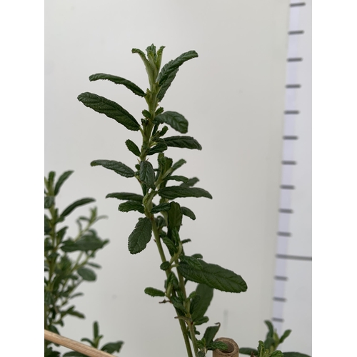 49 - ONE LARGE CEANOTHUS INDIGO 'CONCHA' OR CALIFORNIA LILAC ON A TRELLIS. OVER A METRE IN HEIGHT IN A 7.... 