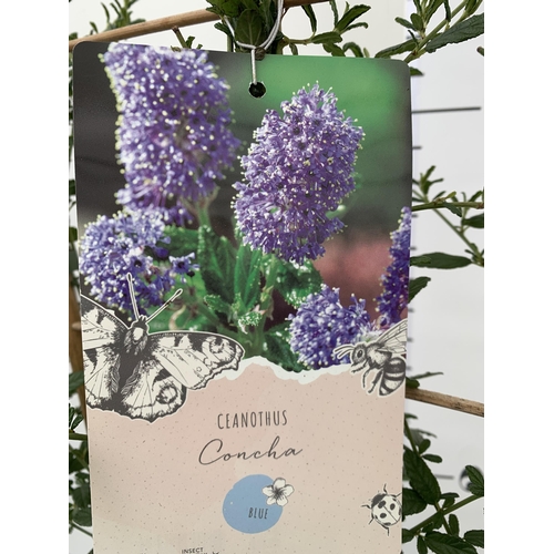 49 - ONE LARGE CEANOTHUS INDIGO 'CONCHA' OR CALIFORNIA LILAC ON A TRELLIS. OVER A METRE IN HEIGHT IN A 7.... 