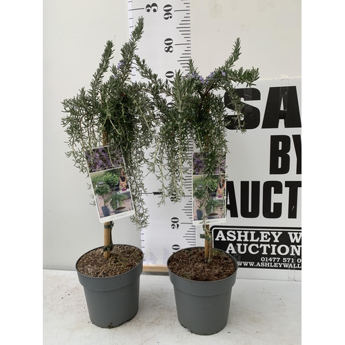 5 - TWO ROSEMARY OFFINALIS 'PROSTRATUS' STANDARD TREES IN FLOWER. APPROX 80-90CM IN HEIGHT IN 3 LTR POTS... 