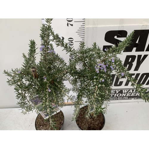 5 - TWO ROSEMARY OFFINALIS 'PROSTRATUS' STANDARD TREES IN FLOWER. APPROX 80-90CM IN HEIGHT IN 3 LTR POTS... 