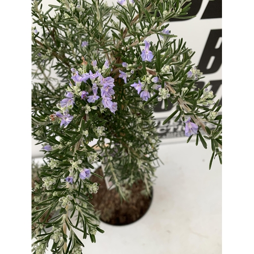 5 - TWO ROSEMARY OFFINALIS 'PROSTRATUS' STANDARD TREES IN FLOWER. APPROX 80-90CM IN HEIGHT IN 3 LTR POTS... 