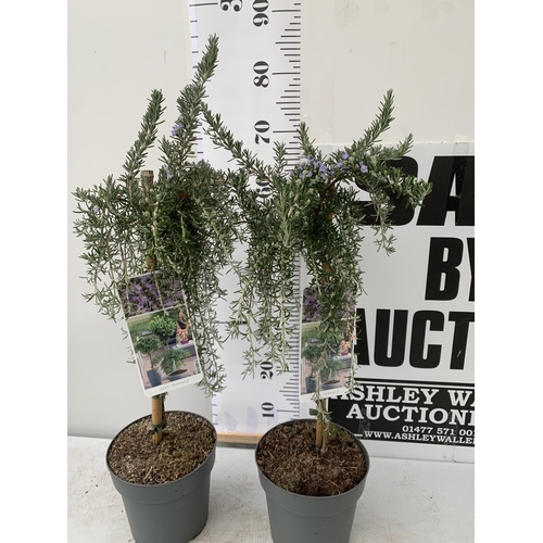 5 - TWO ROSEMARY OFFINALIS 'PROSTRATUS' STANDARD TREES IN FLOWER. APPROX 80-90CM IN HEIGHT IN 3 LTR POTS... 