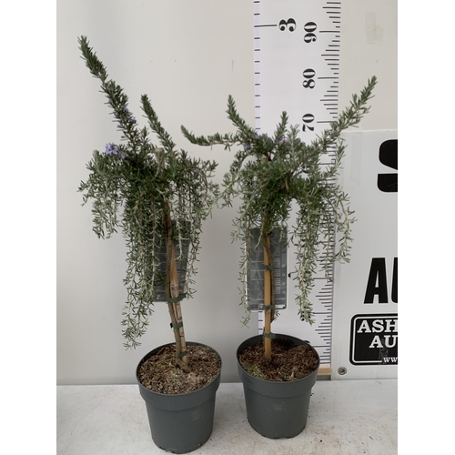 5 - TWO ROSEMARY OFFINALIS 'PROSTRATUS' STANDARD TREES IN FLOWER. APPROX 80-90CM IN HEIGHT IN 3 LTR POTS... 