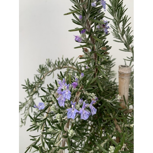 5 - TWO ROSEMARY OFFINALIS 'PROSTRATUS' STANDARD TREES IN FLOWER. APPROX 80-90CM IN HEIGHT IN 3 LTR POTS... 