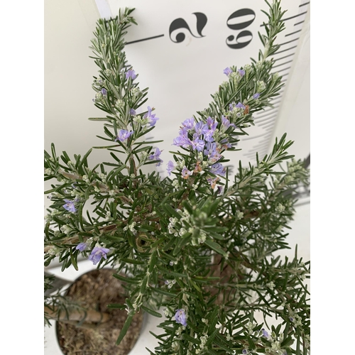 5 - TWO ROSEMARY OFFINALIS 'PROSTRATUS' STANDARD TREES IN FLOWER. APPROX 80-90CM IN HEIGHT IN 3 LTR POTS... 