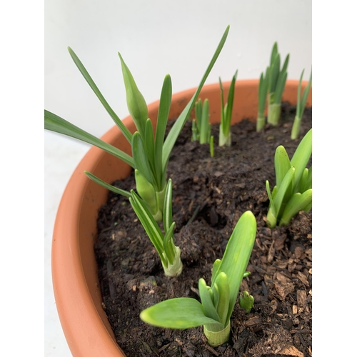 50 - TWO PLANTERS FILLED WITH SPRING BULBS TO INCLUDE DAFFODILS, CROCUS, TULIPS, SNOW DROPS. 5 LTR POTS 1... 