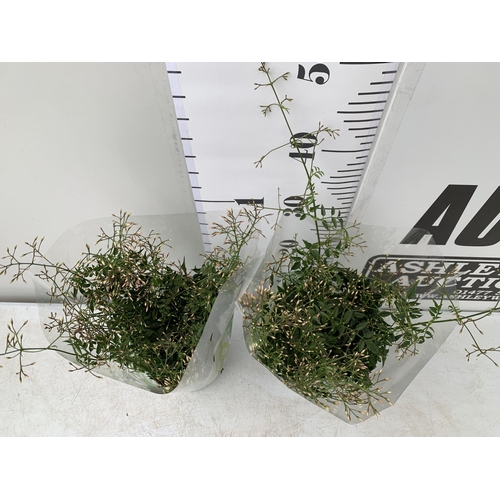 52 - TWO JASMINE POLYANTHUM PLANTS - MANY BUDS IN 10CM POTS. APPROX 40-50CM IN HEIGHT, TO BE SOLD FOR THE... 