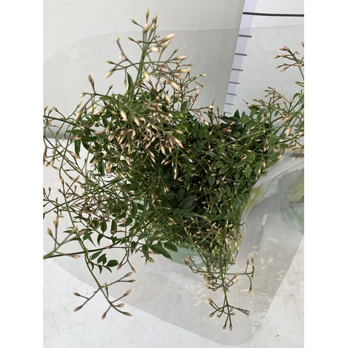 52 - TWO JASMINE POLYANTHUM PLANTS - MANY BUDS IN 10CM POTS. APPROX 40-50CM IN HEIGHT, TO BE SOLD FOR THE... 