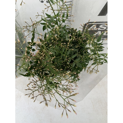 52 - TWO JASMINE POLYANTHUM PLANTS - MANY BUDS IN 10CM POTS. APPROX 40-50CM IN HEIGHT, TO BE SOLD FOR THE... 