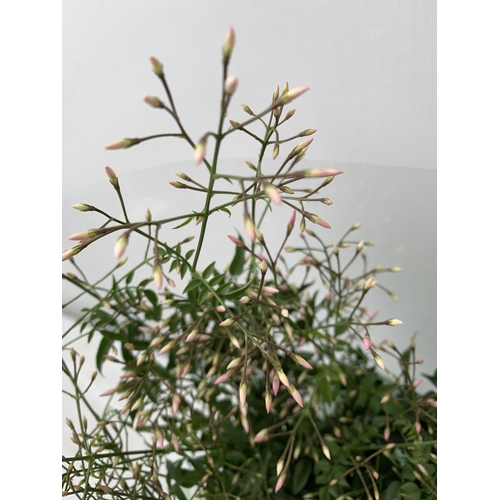 52 - TWO JASMINE POLYANTHUM PLANTS - MANY BUDS IN 10CM POTS. APPROX 40-50CM IN HEIGHT, TO BE SOLD FOR THE... 