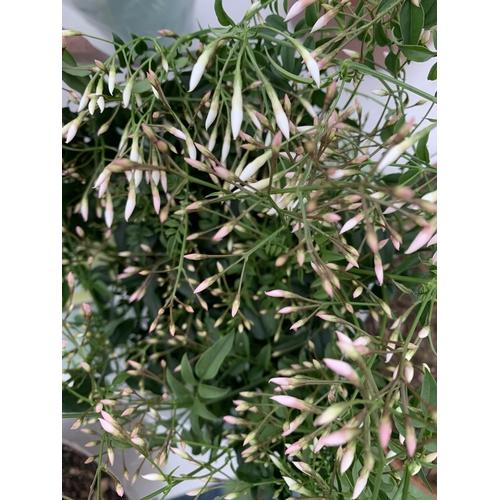 52 - TWO JASMINE POLYANTHUM PLANTS - MANY BUDS IN 10CM POTS. APPROX 40-50CM IN HEIGHT, TO BE SOLD FOR THE... 