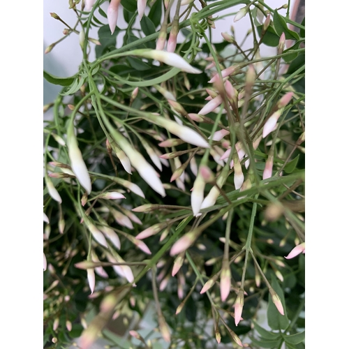 52 - TWO JASMINE POLYANTHUM PLANTS - MANY BUDS IN 10CM POTS. APPROX 40-50CM IN HEIGHT, TO BE SOLD FOR THE... 