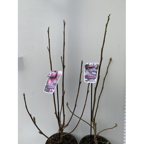 6 - TWO LARGE MAGNOLIA VARIETIES IN BUD- DARK PINK 'STARBURST' AND LIGHT PINK 'CAMEO'. IN 5 LTR POTS AND... 