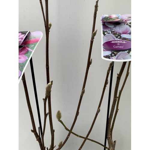 6 - TWO LARGE MAGNOLIA VARIETIES IN BUD- DARK PINK 'STARBURST' AND LIGHT PINK 'CAMEO'. IN 5 LTR POTS AND... 