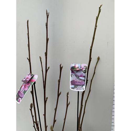 6 - TWO LARGE MAGNOLIA VARIETIES IN BUD- DARK PINK 'STARBURST' AND LIGHT PINK 'CAMEO'. IN 5 LTR POTS AND... 