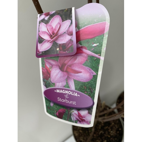 6 - TWO LARGE MAGNOLIA VARIETIES IN BUD- DARK PINK 'STARBURST' AND LIGHT PINK 'CAMEO'. IN 5 LTR POTS AND... 