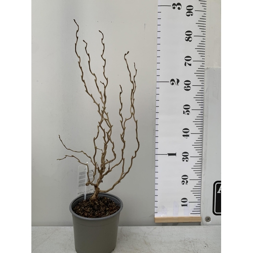 66 - ONE CORYLUS AVELLANA CONTORTA 'SCOOTER' OR CORKSCREW HAZEL IN A 3 LTR POT. A COMPACT DECIDUOUS SHRUB... 