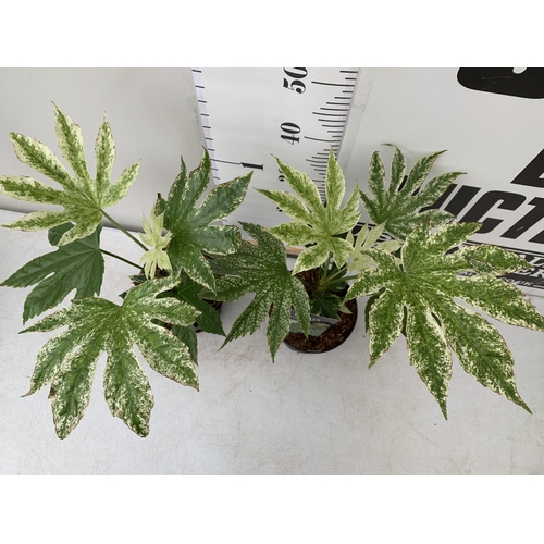 69 - TWO FATSIA JAPONICA 'SPIDERS WEB' IN 2 LTR POTS. APPROX 50CM IN HEIGHT TO BE SOLD FOR THE TWO