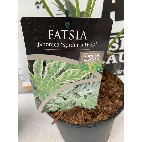 69 - TWO FATSIA JAPONICA 'SPIDERS WEB' IN 2 LTR POTS. APPROX 50CM IN HEIGHT TO BE SOLD FOR THE TWO