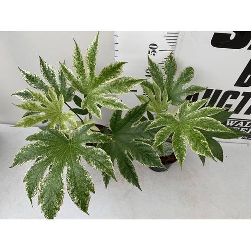 9 - TWO FATSIA JAPONICA 'SPIDERS WEB' IN 2 LTR POTS. APPROX 50-60CM IN HEIGHT TO BE SOLD FOR THE TWO