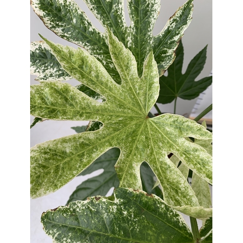 9 - TWO FATSIA JAPONICA 'SPIDERS WEB' IN 2 LTR POTS. APPROX 50-60CM IN HEIGHT TO BE SOLD FOR THE TWO